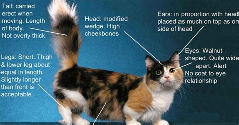 Munchkin Cat Personality - Traits That Make Them Adorable