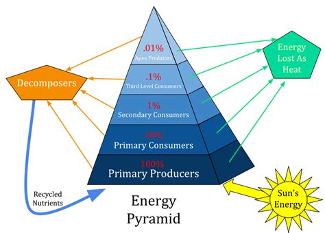 File:Ecological Pyramid.png - Wikimedia Commons