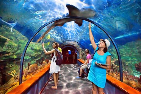 Barcelona Aquarium: Skip The Line Ticket 2024 - Viator