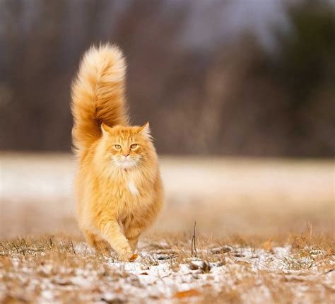 10 Orange Cat Breed Facts That Will Only Deepen Your Appreciation