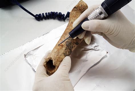 Carbon dating - Stock Image - H170/0048 - Science Photo Library