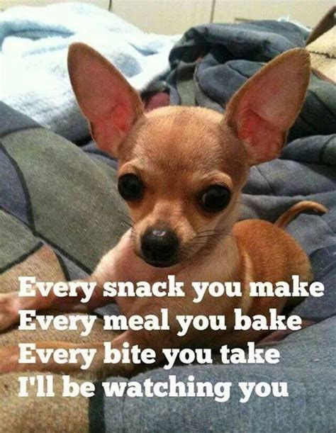 12 Best Chihuahua Memes of All Time