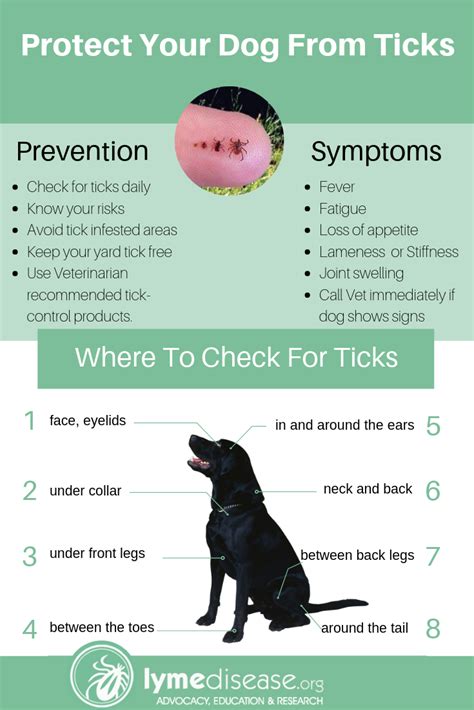 LYME SCI: Found a tick on your dog? What you need to know.