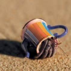 11 best Hermit crabs with creative shells images on Pinterest | Hermit crabs, Shells and Clam shells