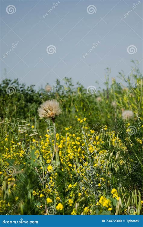 Prairie grass and flowers stock photo. Image of park - 73472300