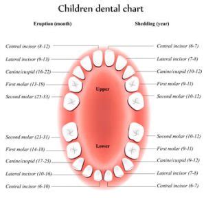 Baby Teeth Chart in Manhattan Beach, CA | Bayview Pediatric Dental Group