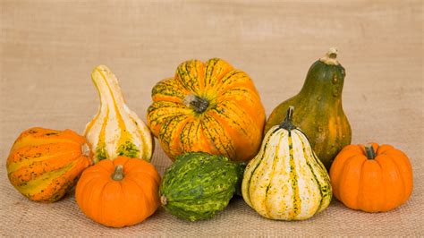 Gourds And Pumpkins Free Stock Photo - Public Domain Pictures