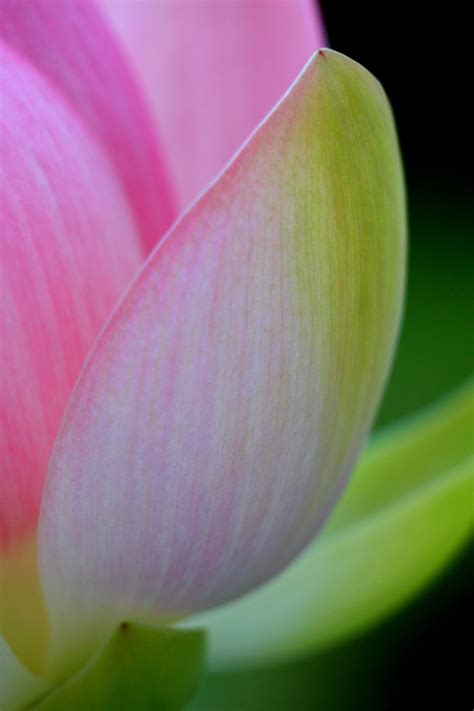 Pink lotus flower HD wallpaper | Wallpaper Flare