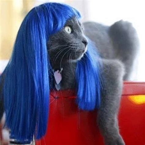 Pet wig, funny cat wig Blue Straight Hair-in Dog Accessories from Home & Garden on Aliexpress ...