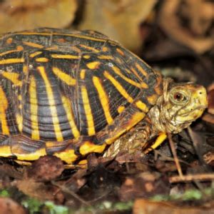 Ornate Box Turtle Fact Sheet | racinezoo.org