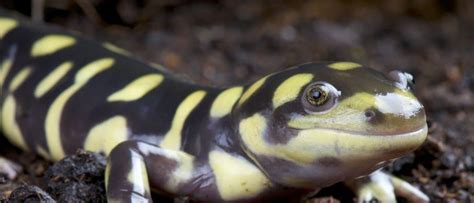 Barred Tiger Salamander Larvae