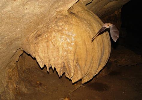 The Best Venado Caves (Cavernas de Venado) Tours & Tickets 2020 - La Fortuna | Viator