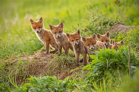 Foxes In The Wild | How To Help Foxes In The Wild, Northampton