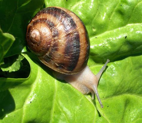 Snail Farming: Business Plan And Guide For Beginners