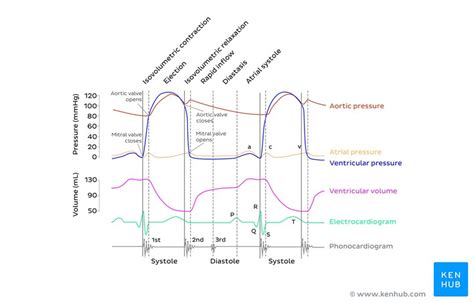 Wiggers Diagram Cardiac Cycle Youtube