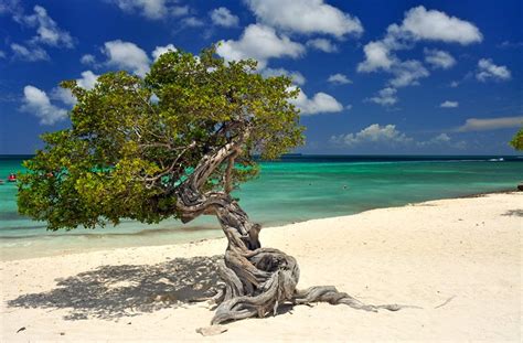 12 Best Beaches in Aruba (with Map) | PlanetWare