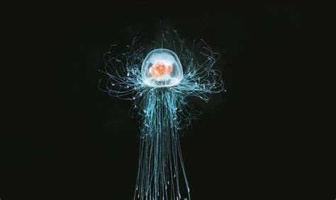 Turritopsis dohrnii - Alchetron, The Free Social Encyclopedia