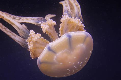 Transparent & Deadly: 7 Facts About The Australian Box Jellyfish