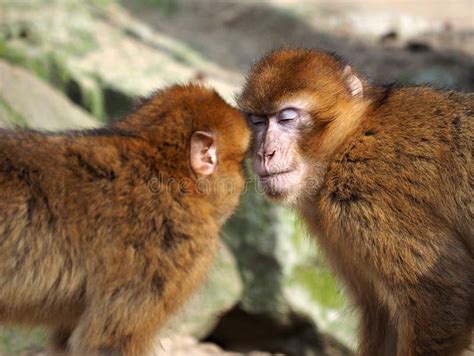 2 Monkeys Hugging Stock Photos - Download 222 Royalty Free Photos