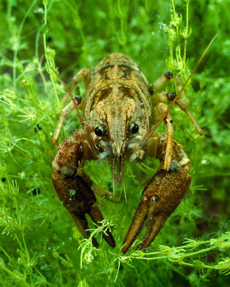 White-clawed crayfish and crayfish plague - Off the Scale magazine