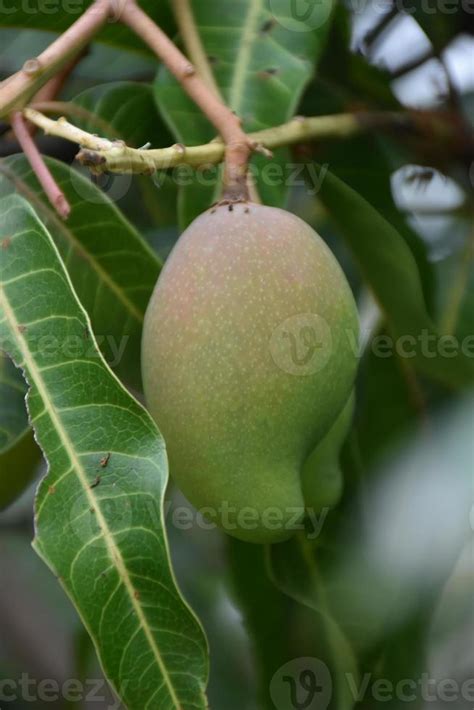 Mango on tree. Leaf tree mango. 10970175 Stock Photo at Vecteezy