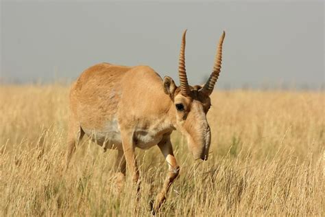 10 Unique Steppe Animals - Fun Facts + Pictures