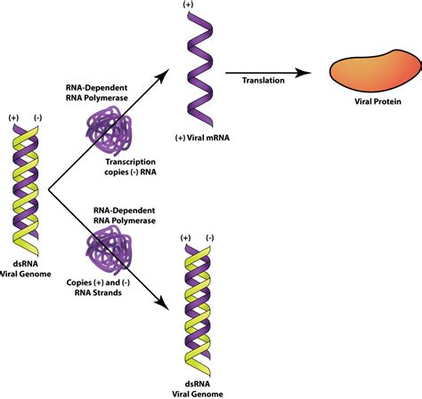 [最新] double-stranded rna viruses examples 287308-Can viruses have double stranded rna ...