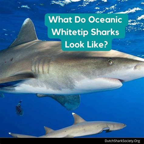 Oceanic Whitetip Sharks Facts And Info Guide - Dutch Shark Society