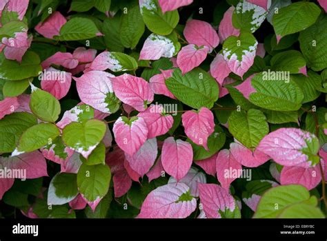 Kiwi vine, Actinidia, Kolomikta vine (Actinidia kolomikta), branches Stock Photo: 76129072 - Alamy