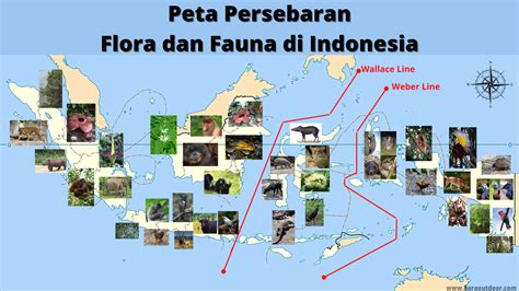 Peta Persebaran Flora Dan Fauna Di Indonesia Beserta Penjelasannya ...