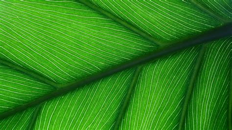 Free photo: Green Leaf Close Up - Closeup, Green, Leaf - Free Download - Jooinn