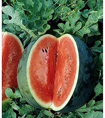 Melon- Florida Giant Watermelon (Florida heirloom) – Whitwam Organics