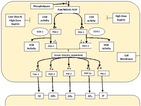 Mechanism of action of aspirin. | Download Scientific Diagram