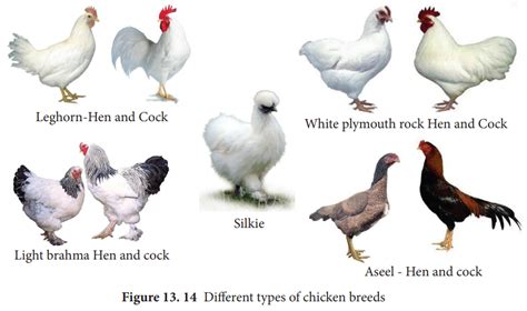 Poultry Farming