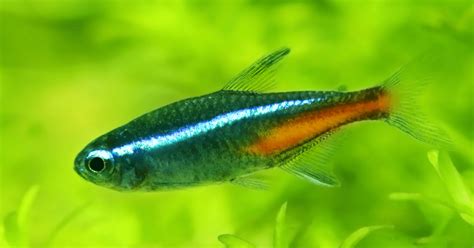 Neon Tetra Care: The Ultimate Guide | FishTopics.com