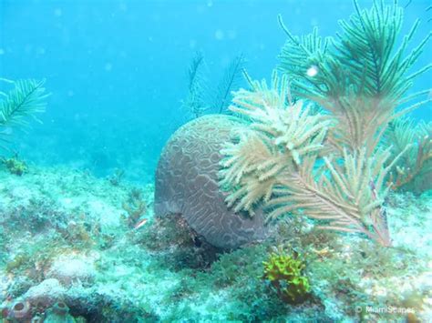 Snorkeling at Biscayne National Park