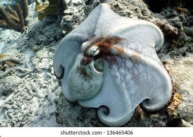 3,910 Camouflaged octopus Images, Stock Photos & Vectors | Shutterstock