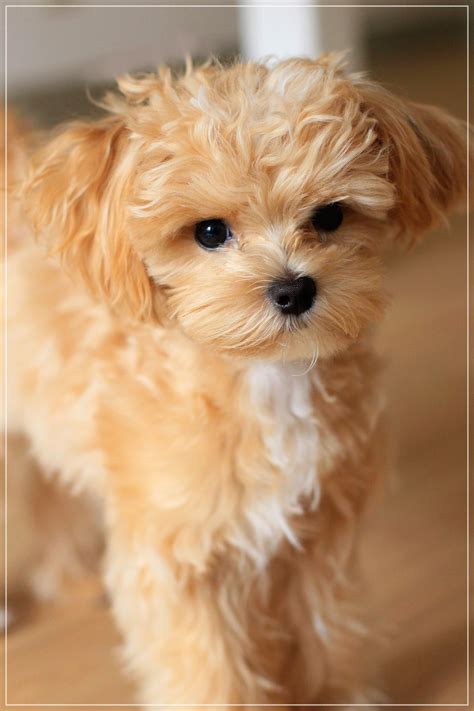 Maltipoo ~ Maltese/Poodle Mix | Puppies, Cute dogs, Poodle mix puppies