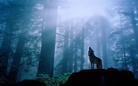 Black Wolf Howling Wallpapers - Top Free Black Wolf Howling Backgrounds - WallpaperAccess