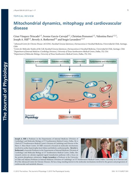 (PDF) Mitochondrial dynamics, mitophagy and cardiovascular disease