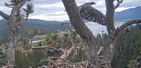 Watch this Big Bear bald eagle chick fly for the first time - Los Angeles Times