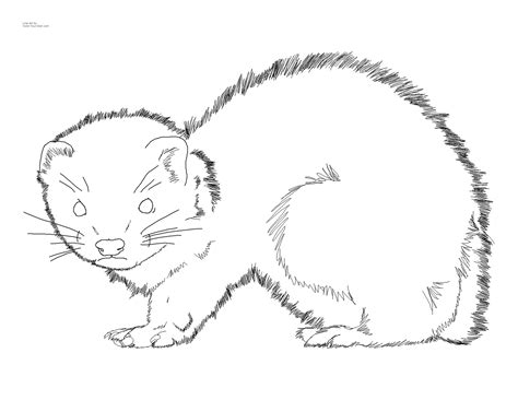 Baby Ferret Coloring Page