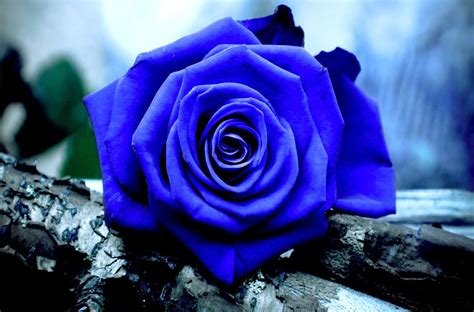 Blue Rose Wallpapers - Top Free Blue Rose Backgrounds - WallpaperAccess