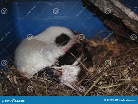 Guinea Pig Rodent with Newborn Cubs Giving Birth To Pets in a Cage Stock Photo - Image of brown ...