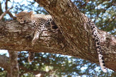 leopard on tree - Saving Wild