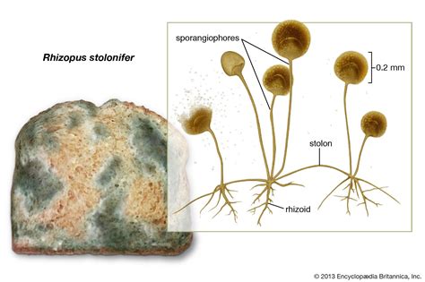 Rhizopus stolonifer | fungus | Britannica