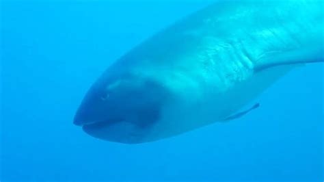 Megamouth Shark Habitat