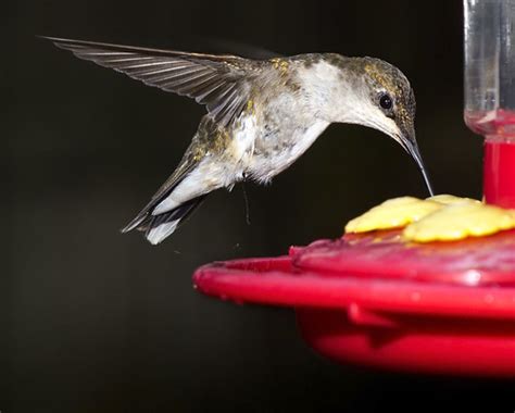 hummingbird | hummingbird | Watts | Flickr