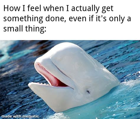 Another beluga whale meme for y'all : r/memes