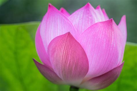 Shadow focus photography of pink Lotus, lotus flower HD wallpaper | Wallpaper Flare